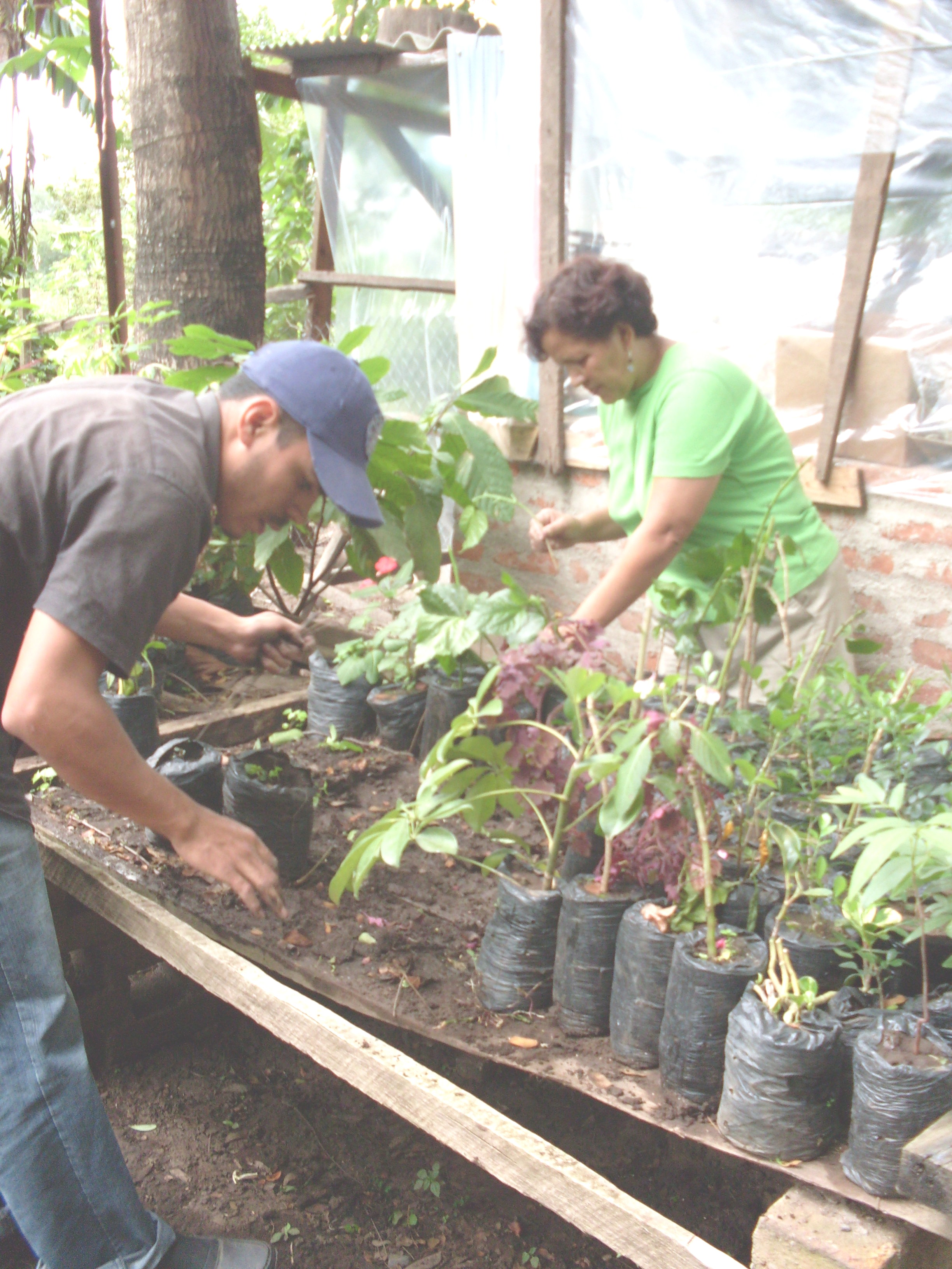 Vivero